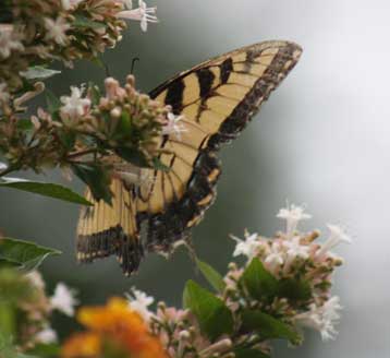 Butterfly Garden