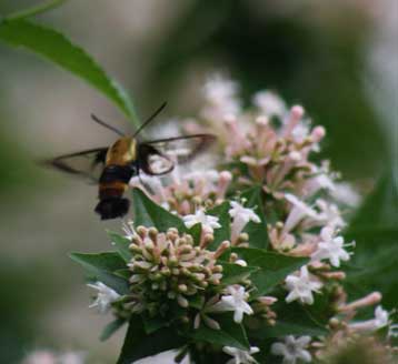 Butterfly Garden